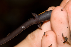 Plethodon elongatus