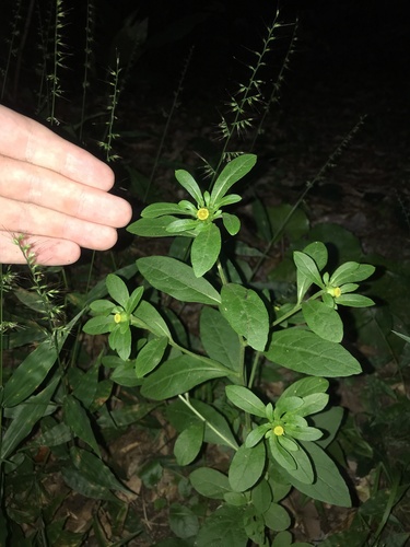 Carpesium divaricatum observed 2025-10-11