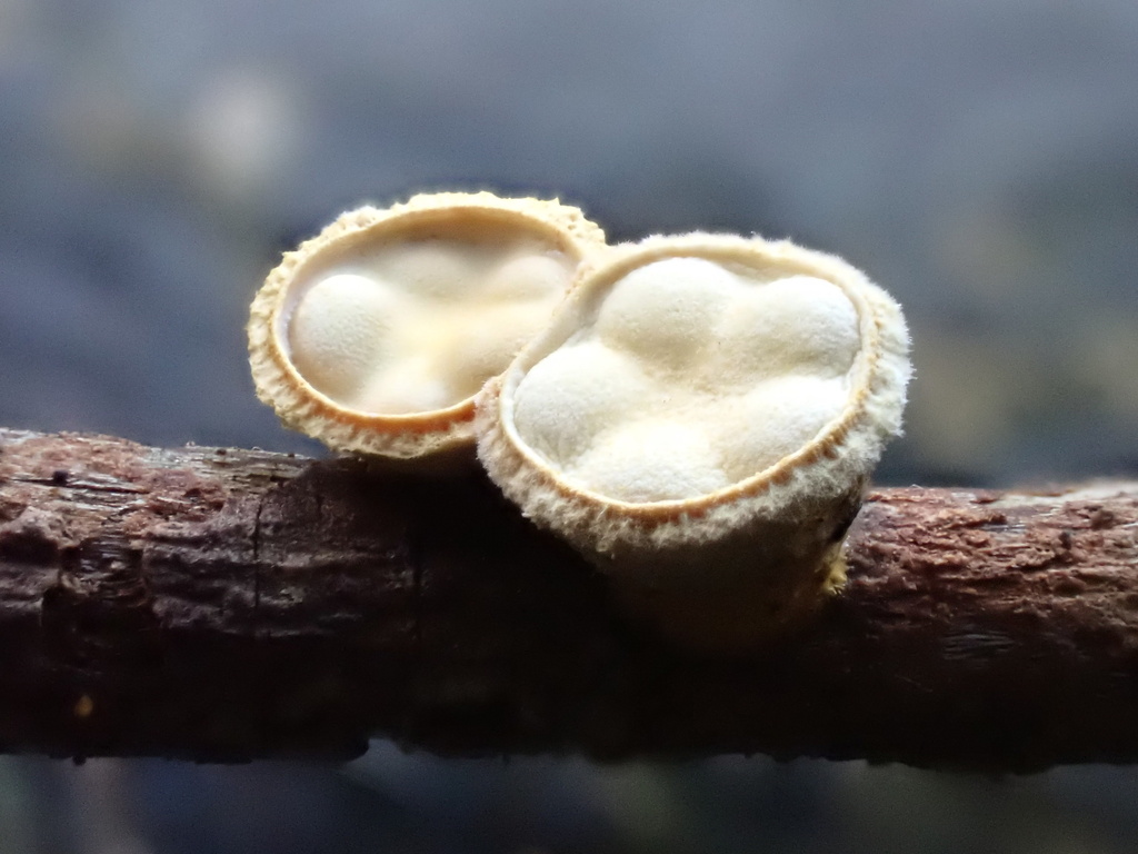 Crucibulum laeve · December 2025 · photo: © lizfrost47 (iNaturalist, cc-by)
