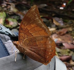 Charaxes