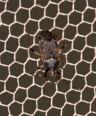 Aristaenetus similis