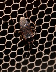 Aristaenetus similis