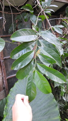 Artabotrys hexapetalus