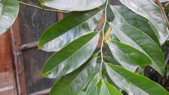 Artabotrys hexapetalus