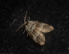 Thallarcha leptographa