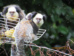 Callithrix geoffroyi