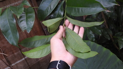 Artabotrys hexapetalus