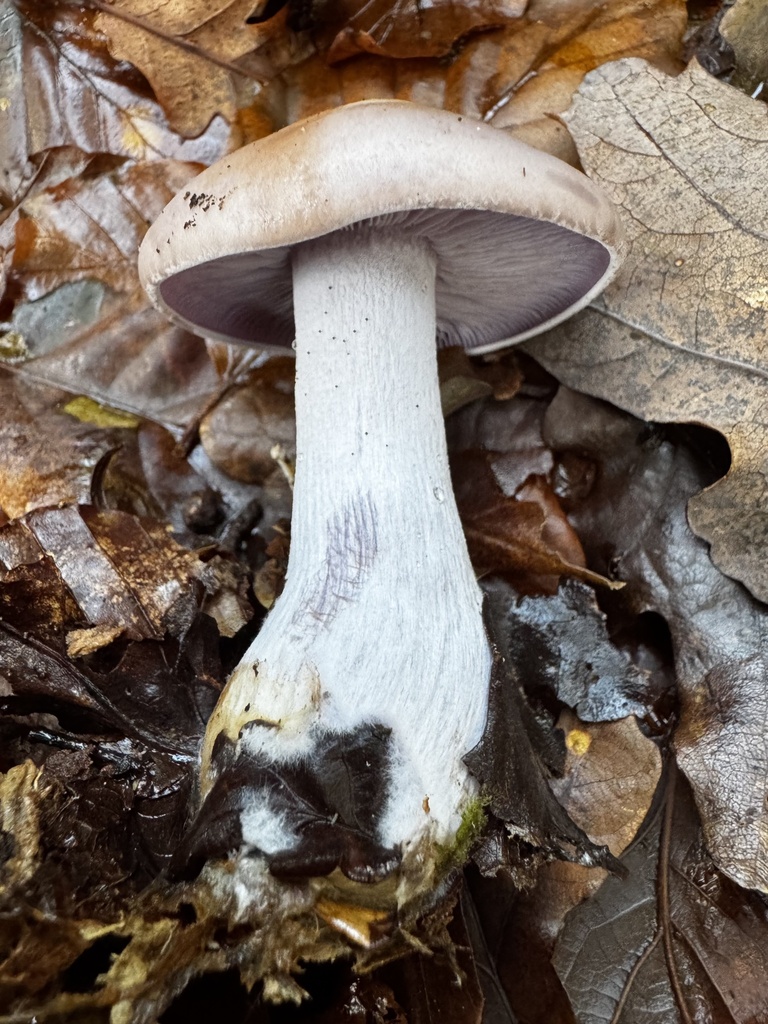 Collybia nuda