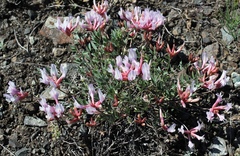 Astragalus helmii tergeminus