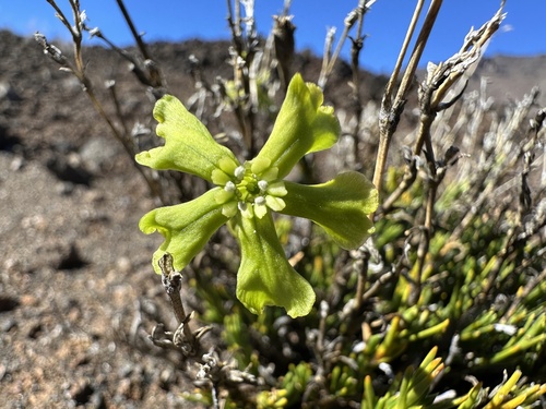 Silene struthioloides observed 2025-12-09