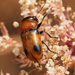 Coptocephala raffrayi