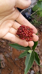 Palicourea officinalis