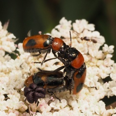 Coptocephala raffrayi