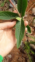 Palicourea officinalis