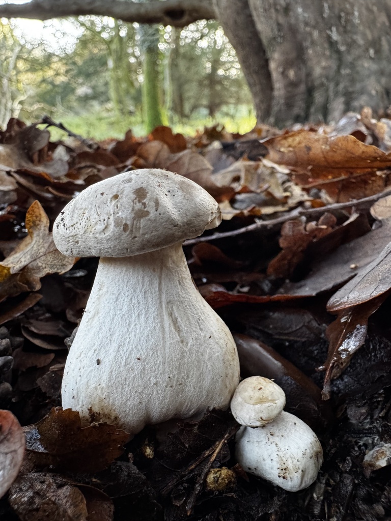 Clitocybe nebularis · December 2025 · photo: © lizfrost47 (iNaturalist, cc-by)