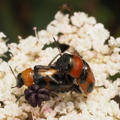 Coptocephala raffrayi