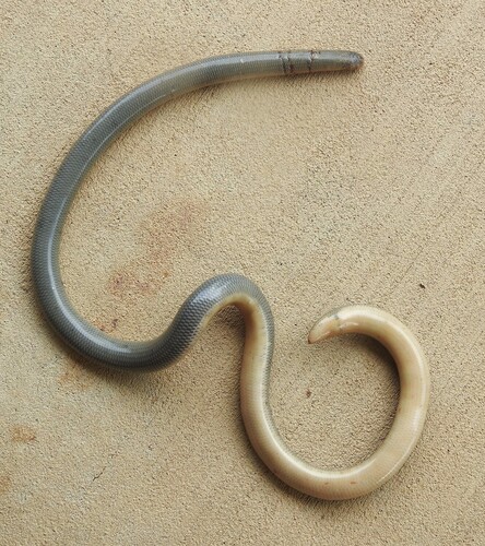 Blackish Blind Snake sighting