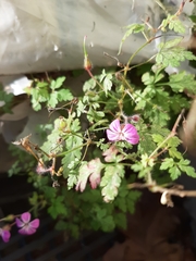 Geranium robertianum