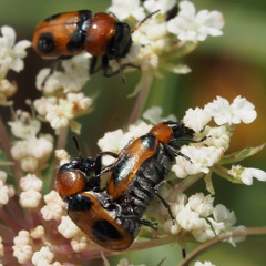 Coptocephala raffrayi