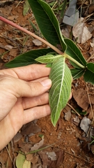 Palicourea officinalis
