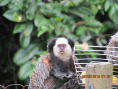 Callithrix geoffroyi