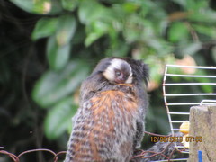 Callithrix geoffroyi