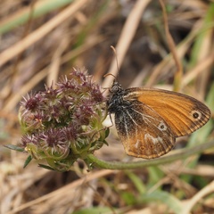 Coenonympha corinna