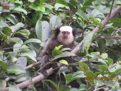 Callithrix geoffroyi