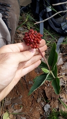 Palicourea officinalis