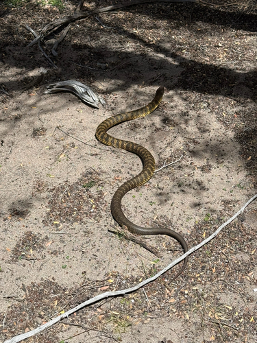 Tiger Snake sighting
