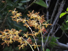 Dendrobium discolor