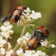 Coptocephala raffrayi