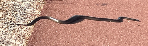 Western Brown Snake sighting