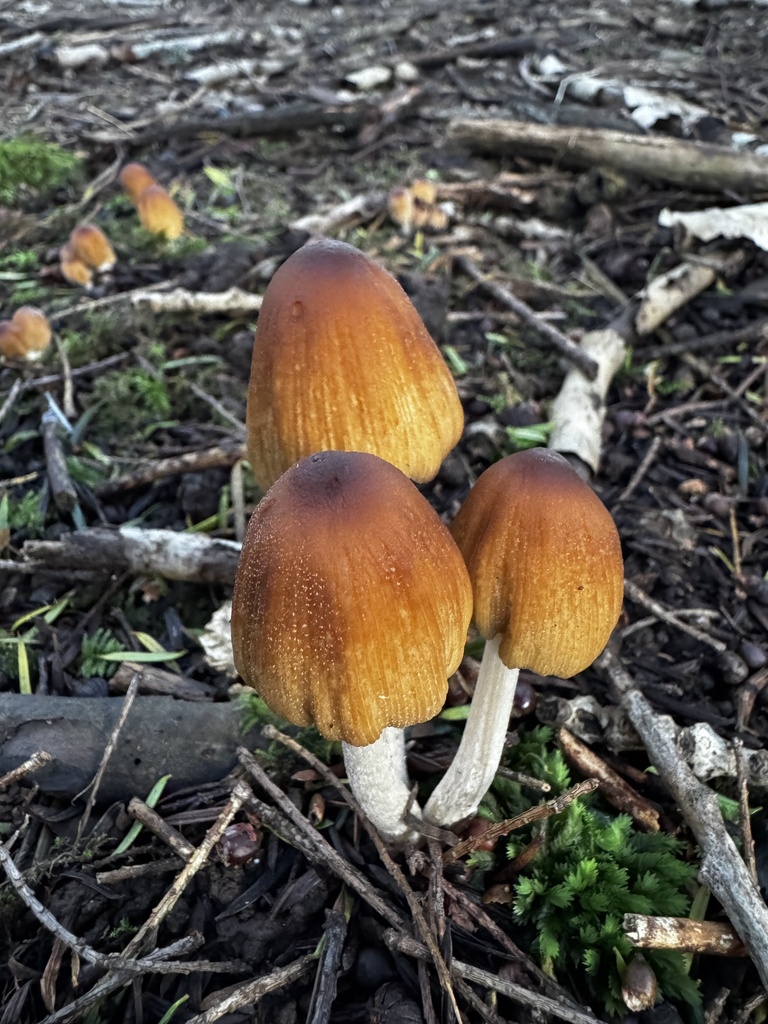 Coprinellus micaceus · December 2025 · photo: © lizfrost47 (iNaturalist, cc-by)