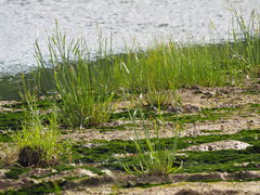 Cyperus malaccensis monophyllus
