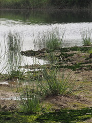 Cyperus malaccensis monophyllus