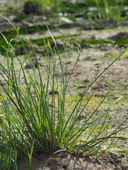 Cyperus malaccensis monophyllus