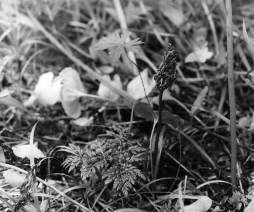 Sceptridium robustum (Sceptridium robustum)