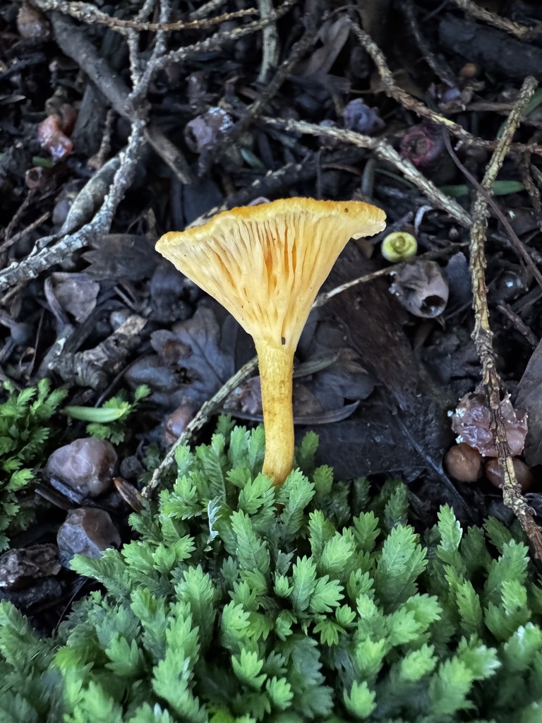 Hygrophoropsis aurantiaca · December 2025 · photo: © lizfrost47 (iNaturalist, cc-by)