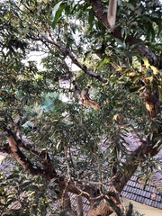 Semnopithecus hypoleucos