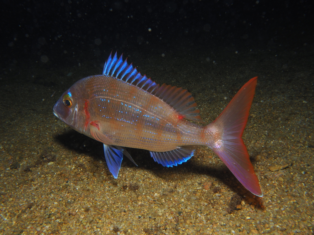 Common pandora (Pagellus erythrinus) — Sparidae