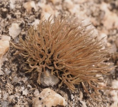 Roccella phycopsis