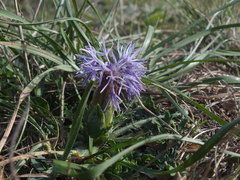Carthamus mitissimus