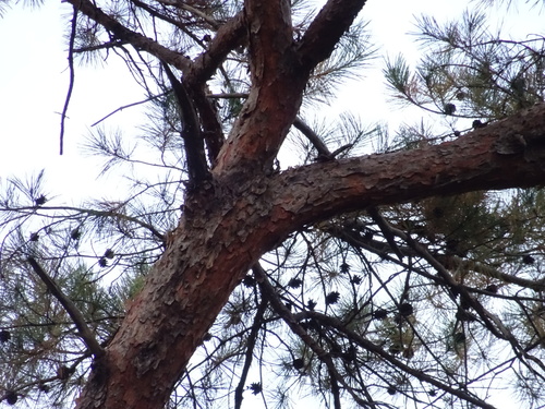 Japanese Red Pine (Pinus densiflora)