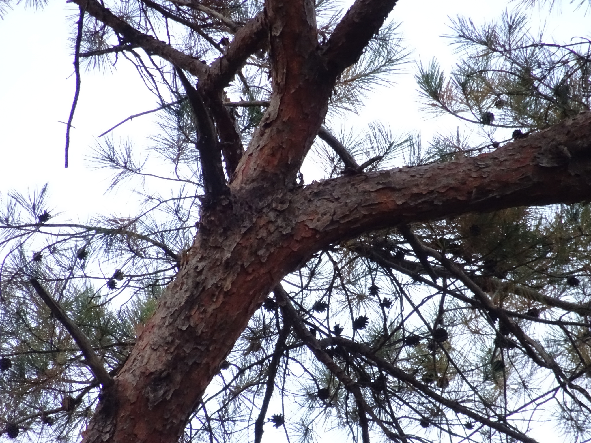 Japanese Red Pine (Pinus densiflora)
