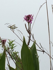 Epidendrum secundum