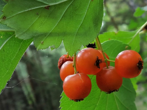 Red Hawthorn (Crataegus sanguinea)