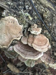 Rhodofomitopsis feei