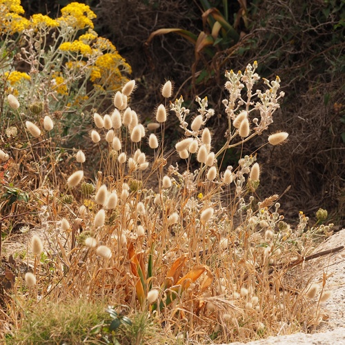 Hare's Tail Grass