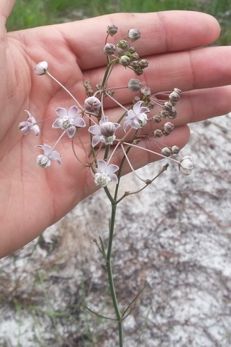 Carolina milkweed (Asclepias cinerea)